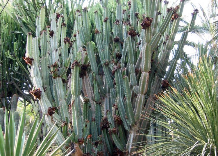 Cereus peruvians