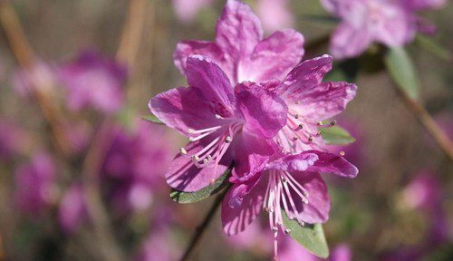 Rhododendron dauricum Dahurianalppiruusu - Jak poznáte rané a pozdní rododendrony a proč se má rododendronům odstraňovat odkvetlé květenství