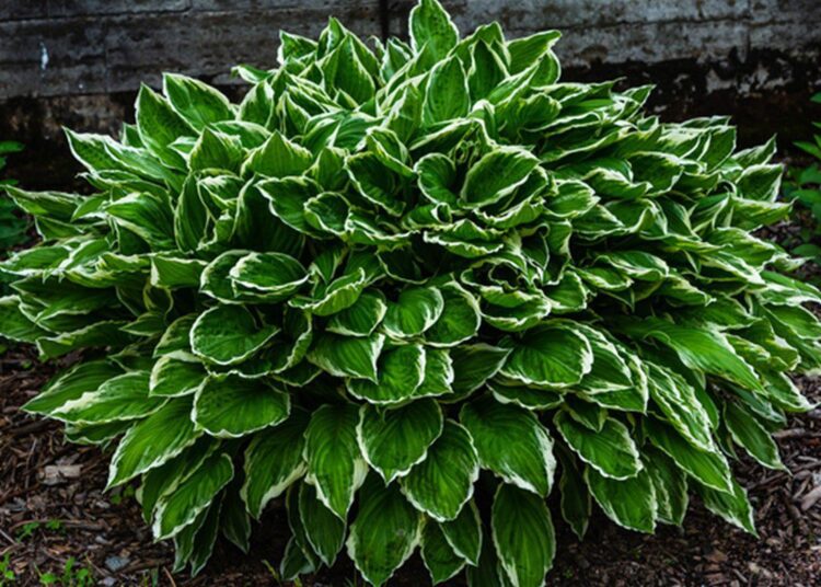 hosta