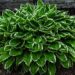 hosta