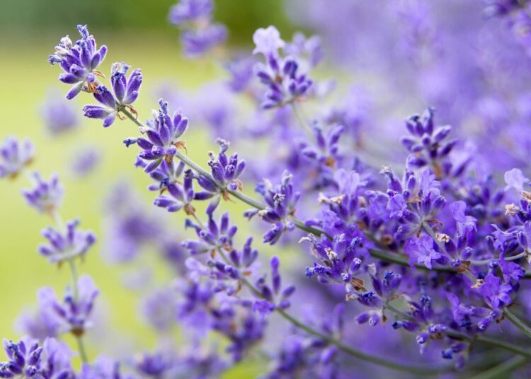 levandule kvet