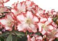 rhododendron kvet