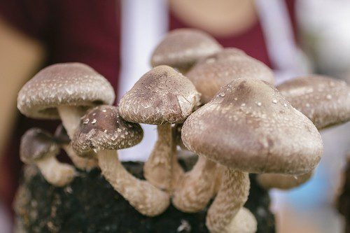 Shiitake houba - Hlíva, shiitake a enoki: 3 houby, které skvěle chutnají, ale zároveň i léčí