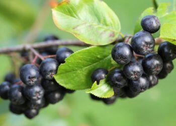 aronia