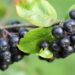 aronia