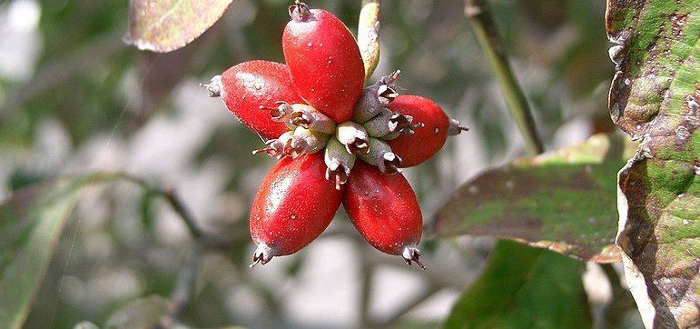 drin - Svídovce jsou stromy, které vás okouzlí barevnými listy i plody
