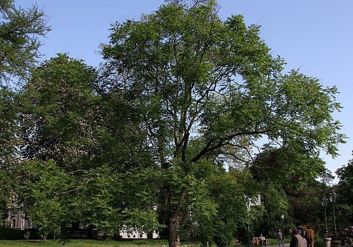 svitel - Svitel latnatý – okrasný strom původem z Číny. Barva listů se v průběhu roku mění