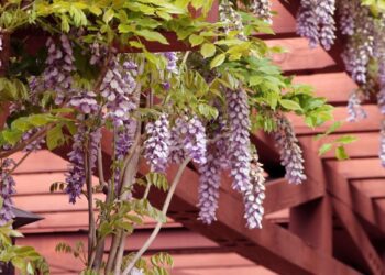 wisteria