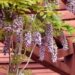 wisteria