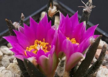 Ariocarpus agavoides