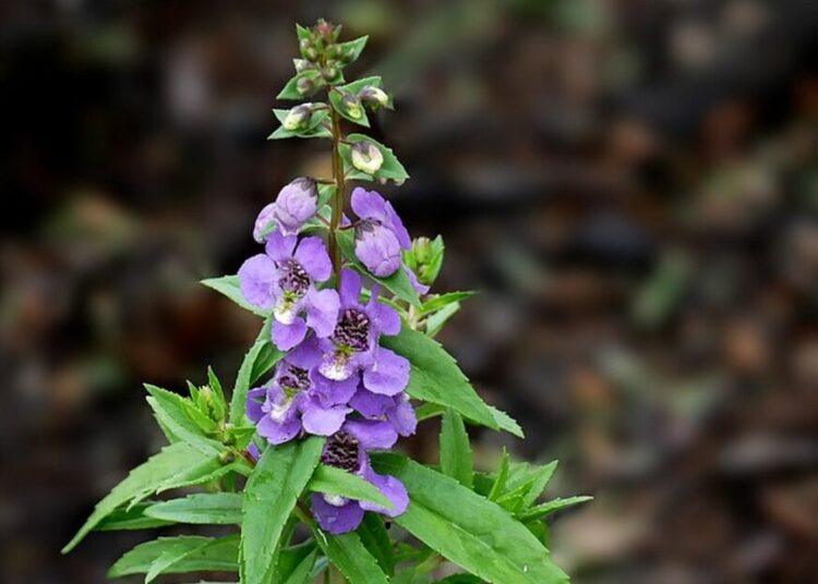 angelonia rostlinky