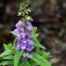 angelonia rostlinky