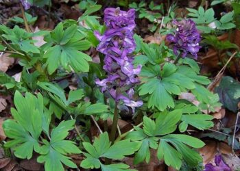 corydalis