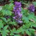 corydalis