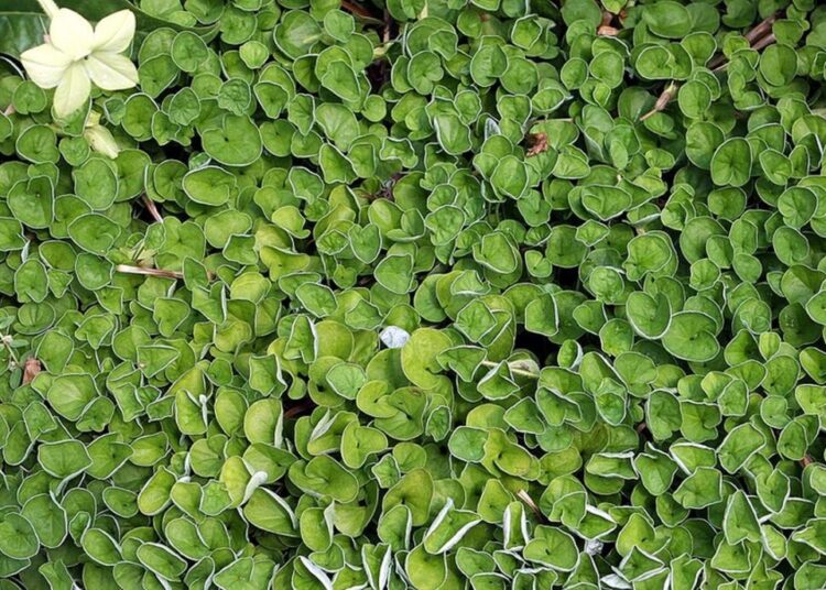 dichondra