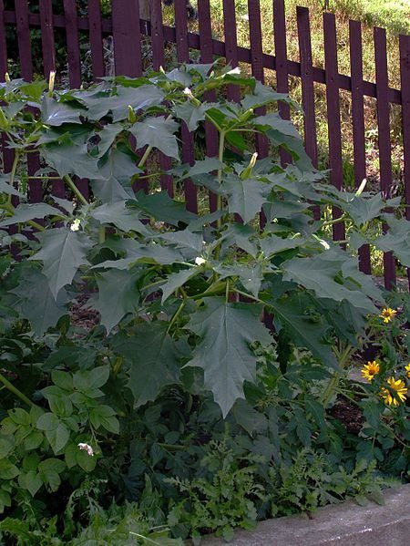 durman list - Andělská trumpeta neboli durman: Krásné ozdobné květy jsou vykoupeny jedovatostí celé rostliny