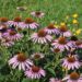 echinacea
