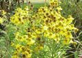 helenium