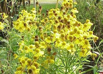 helenium