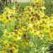 helenium