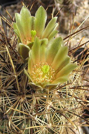kaktus - Ancistrocactus megarhizus – kaktus jen pro zkušené kaktusáře