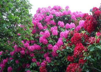 rhododendron