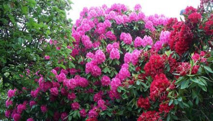 rhododendron 440x250 - sazenicka.cz