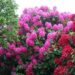 rhododendron