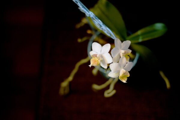 orchidei kvetina 600x400 - Miniaturní orchideje do bytu nabídnou koncentrovanou krásu na opravdu malém prostoru