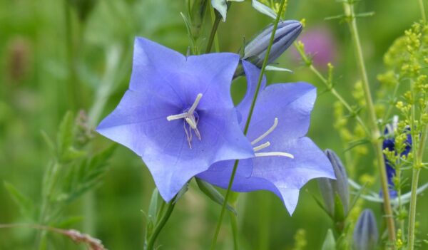 zvonek 600x351 - Zvonkohra na zahradě: něžná krása v modré není na pěstování vůbec náročná