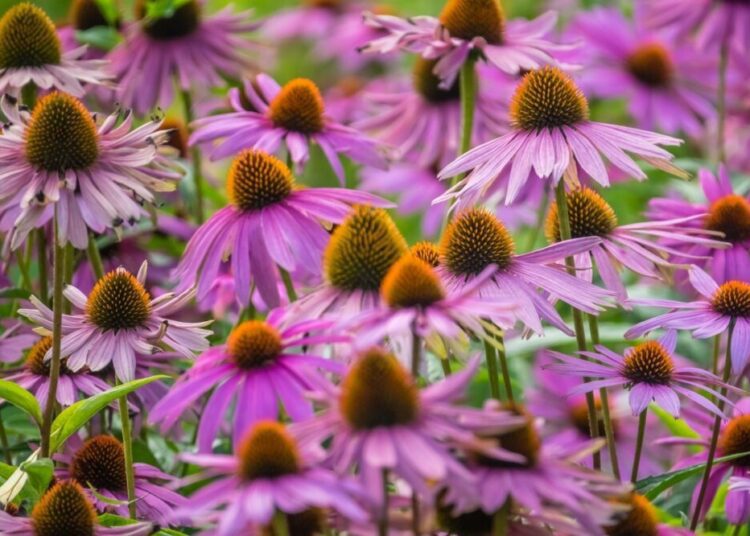 echinacea