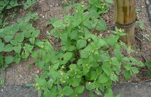 Petour malouborny - Pěťour maloúborný – úporný plevel i všestranná bylina