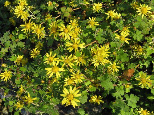 Chrysanthemum indicum - Chryzantémy aneb listopadky – co nám to vlastně na té zahradě roste