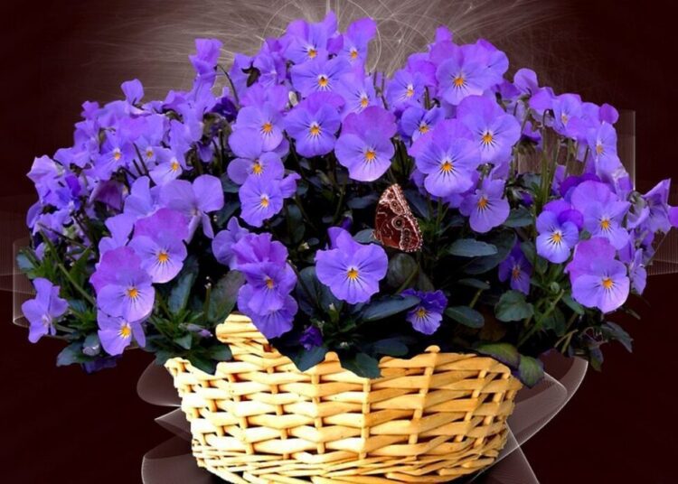 viola