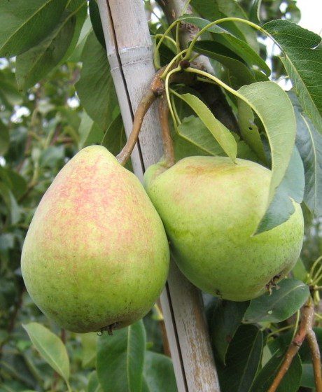 alfa fruits - Nejlepší odrůdy letních, podzimních a zimních hrušní