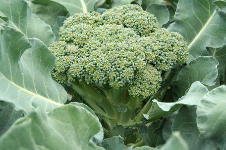 brokolice - Co jsou to brukvovité rostliny a jak je poznáme