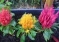 celosia