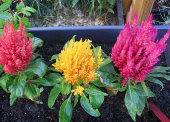 celosia