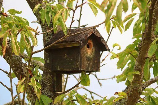 krmitko - Jak přilákat ptáky na zahradu i na podzim a v zimě