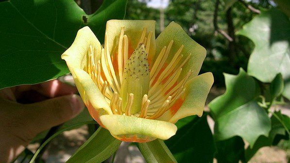 liliovnik tulipanokvety