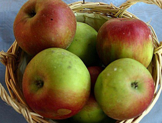 malus idared - Podzimní odrůdy jabloní. Jaké odrůdy ale vybrat