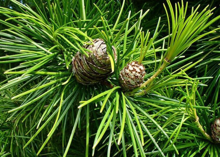 pajehlicnik preslenity