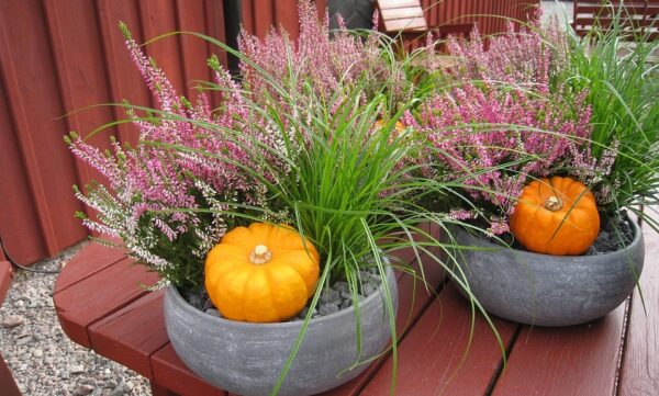 podzim 600x361 - Prodlužte truhlíkovou sezónu do podzimu. Jaké rostliny vysadit?