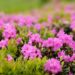 rhododendron kvet