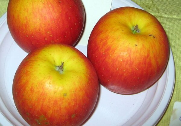rubin jablko 600x416 - Podzimní odrůdy jabloní. Jaké odrůdy ale vybrat