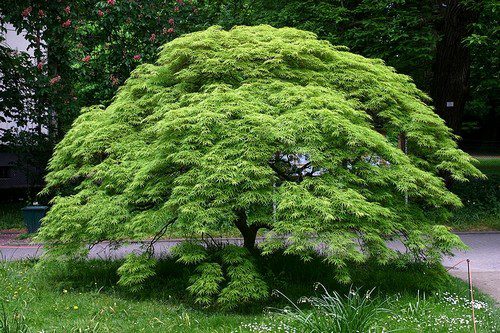 Acer palmatum - Které javory se hodí i do zahrady