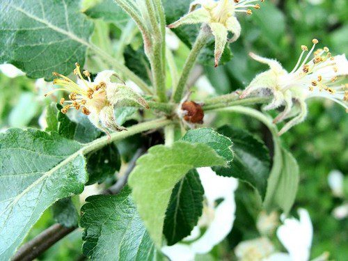 Kvetopas hrusnovy - Hmyzí škůdci v ovocné zahradě a co s nimi