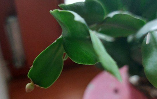 kaktus - Jak docílit, aby vánoční kaktus vykvetl tak, jak má
