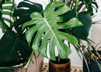 monstera