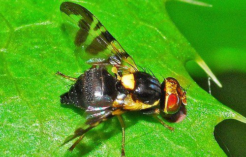 vrtule tresnova - Hmyzí škůdci v ovocné zahradě a co s nimi